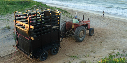 Soltura Elefante Marinho Fred 2 jpg grande